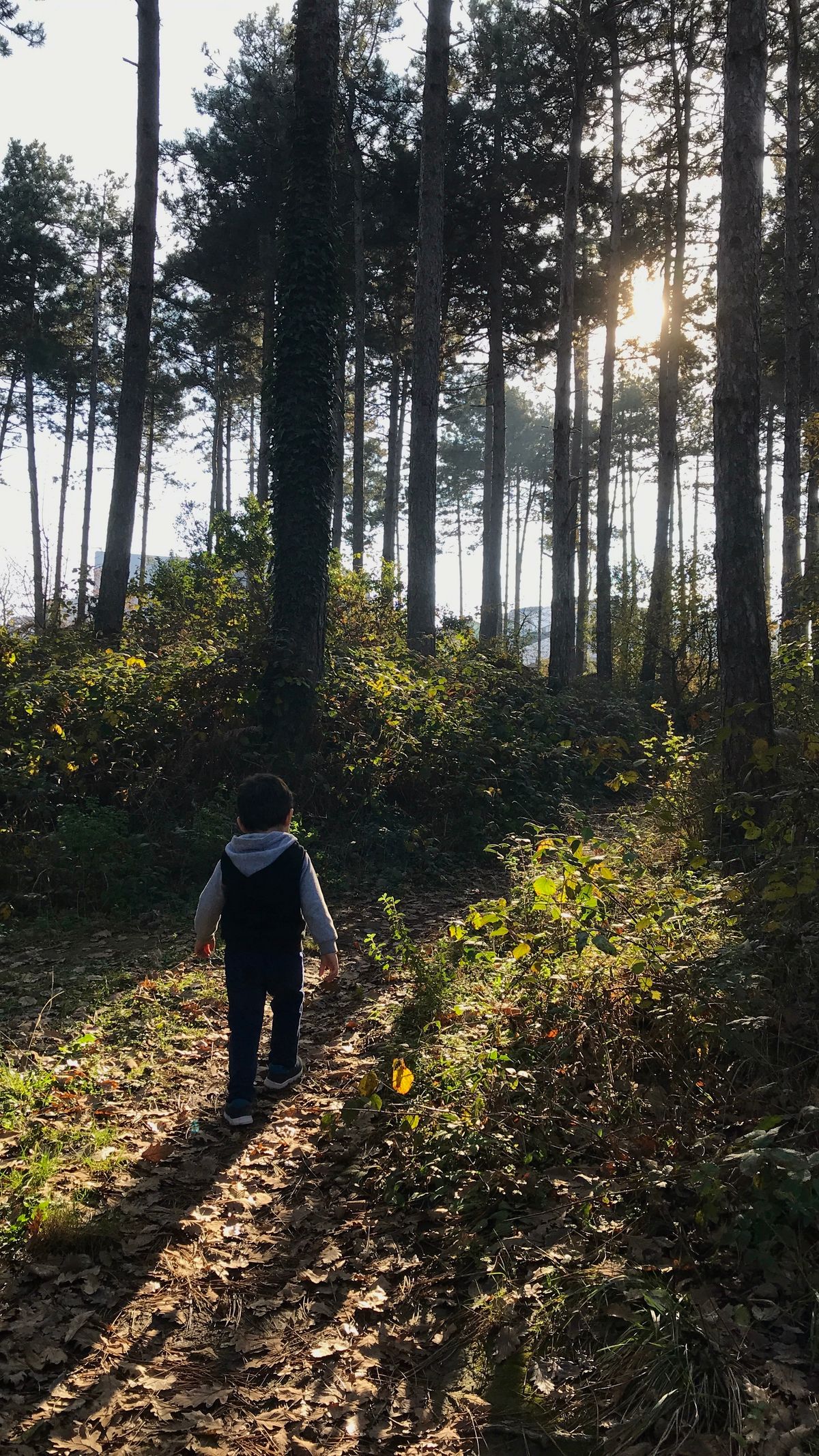A child exploring a sunlit forest